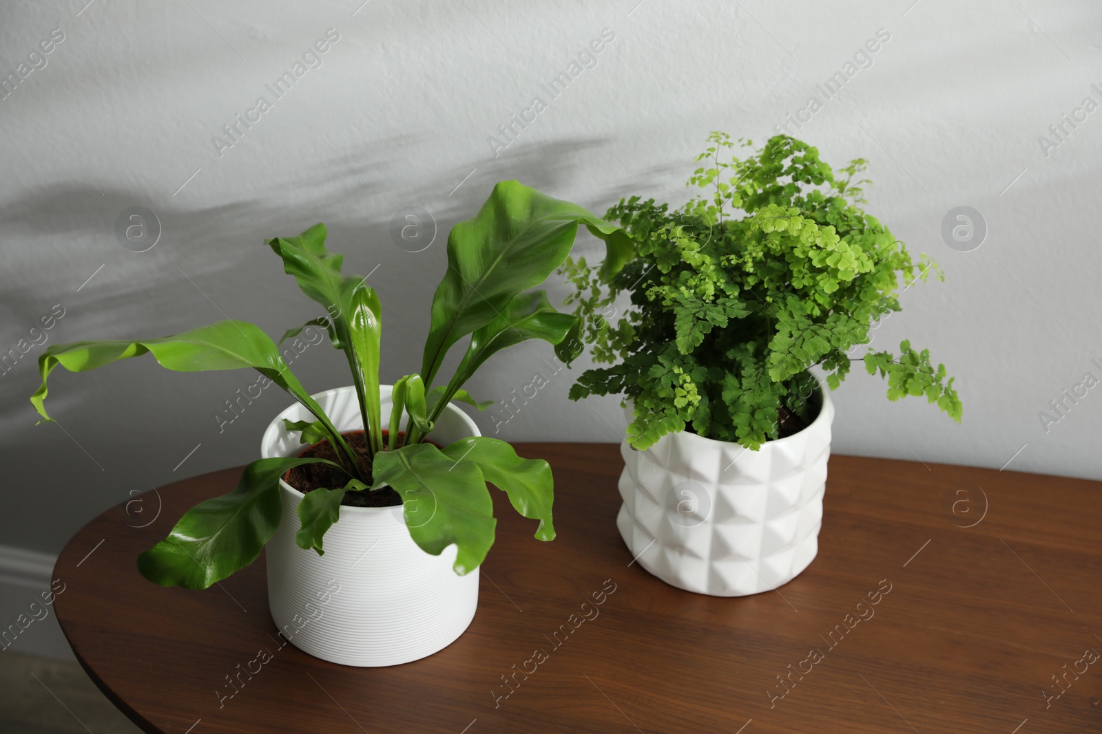 Photo of Beautiful fresh potted ferns on wooden table