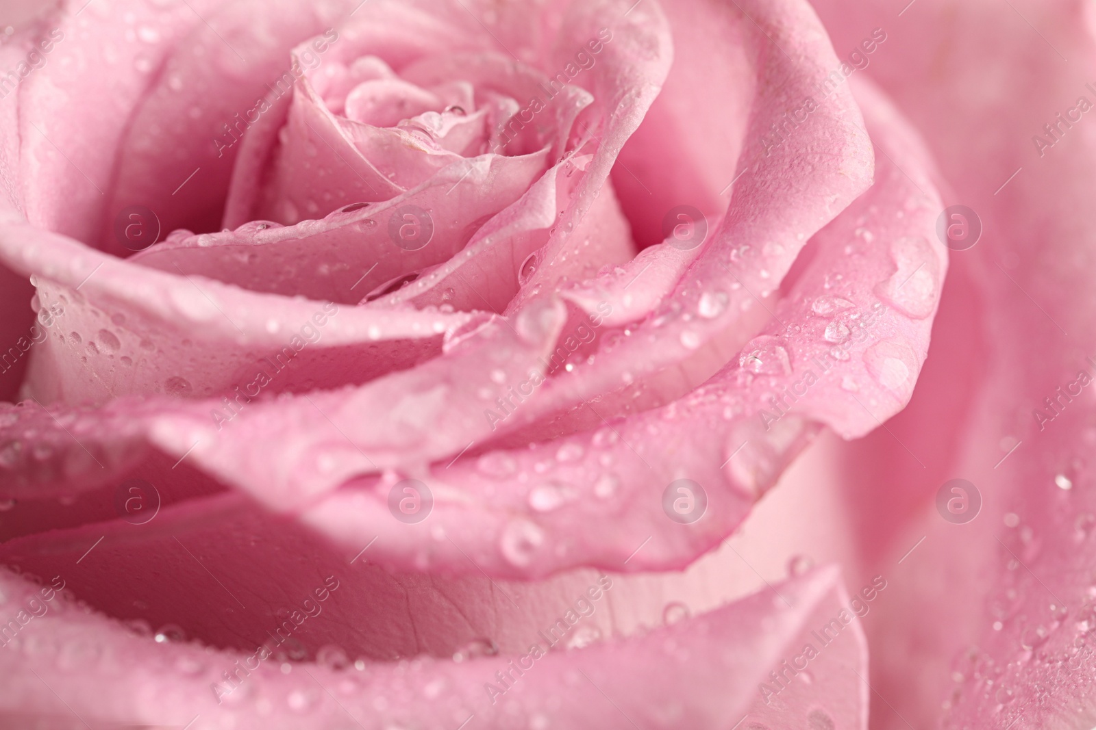 Photo of Beautiful pink rose flower with water drops as background, closeup