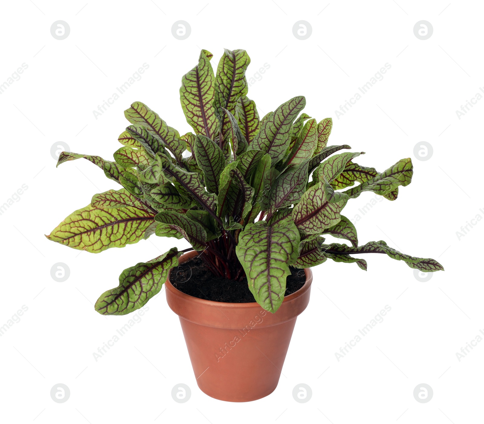 Photo of Sorrel plant in pot isolated on white