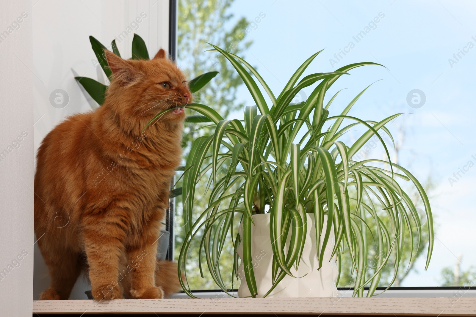 Photo of Adorable cat near green houseplants on windowsill at home