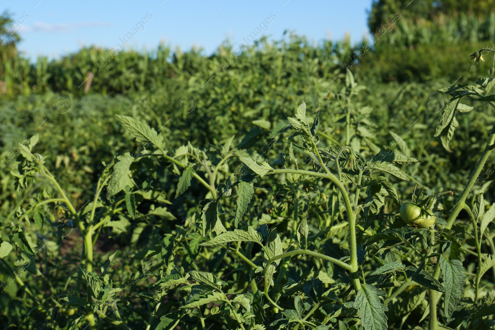 Photo of Beautiful green tomato plants growing outdoors on sunny day