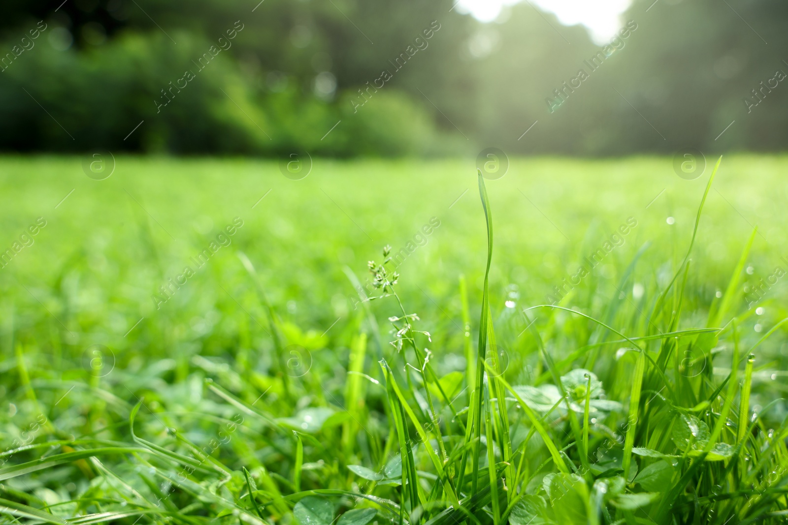 Photo of Fresh green grass growing on meadow in summer, closeup