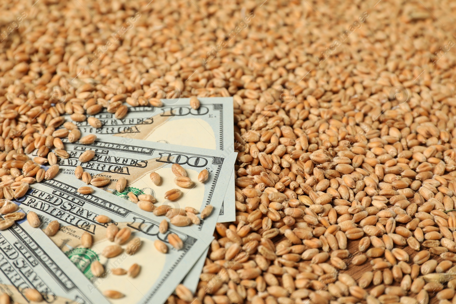 Photo of Dollar banknotes on wheat grains, closeup. Agricultural business