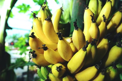 Delicious bananas growing on tree outdoors, closeup view. Space for text