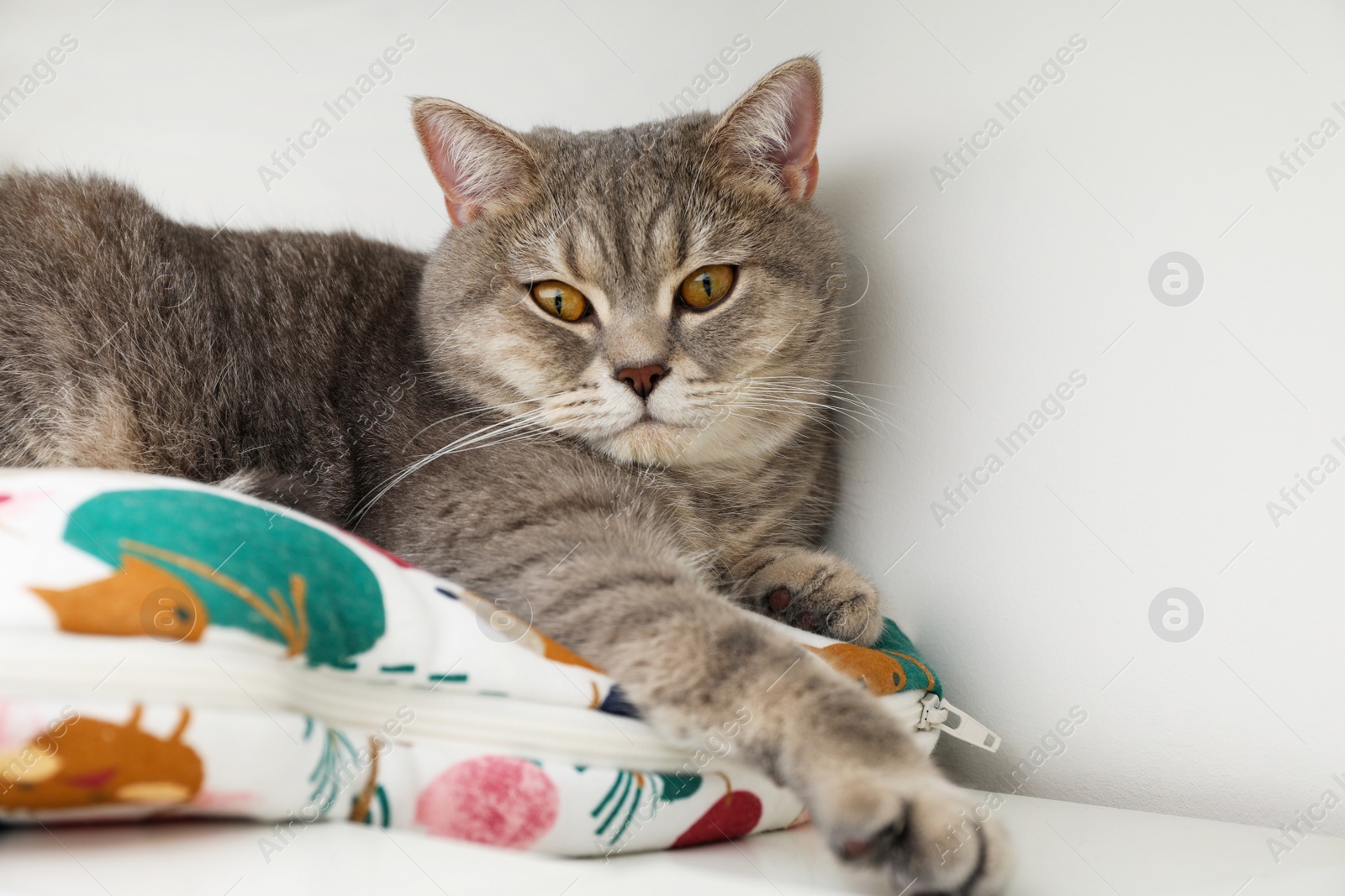 Photo of Cute Scottish cat resting on pet bed at home