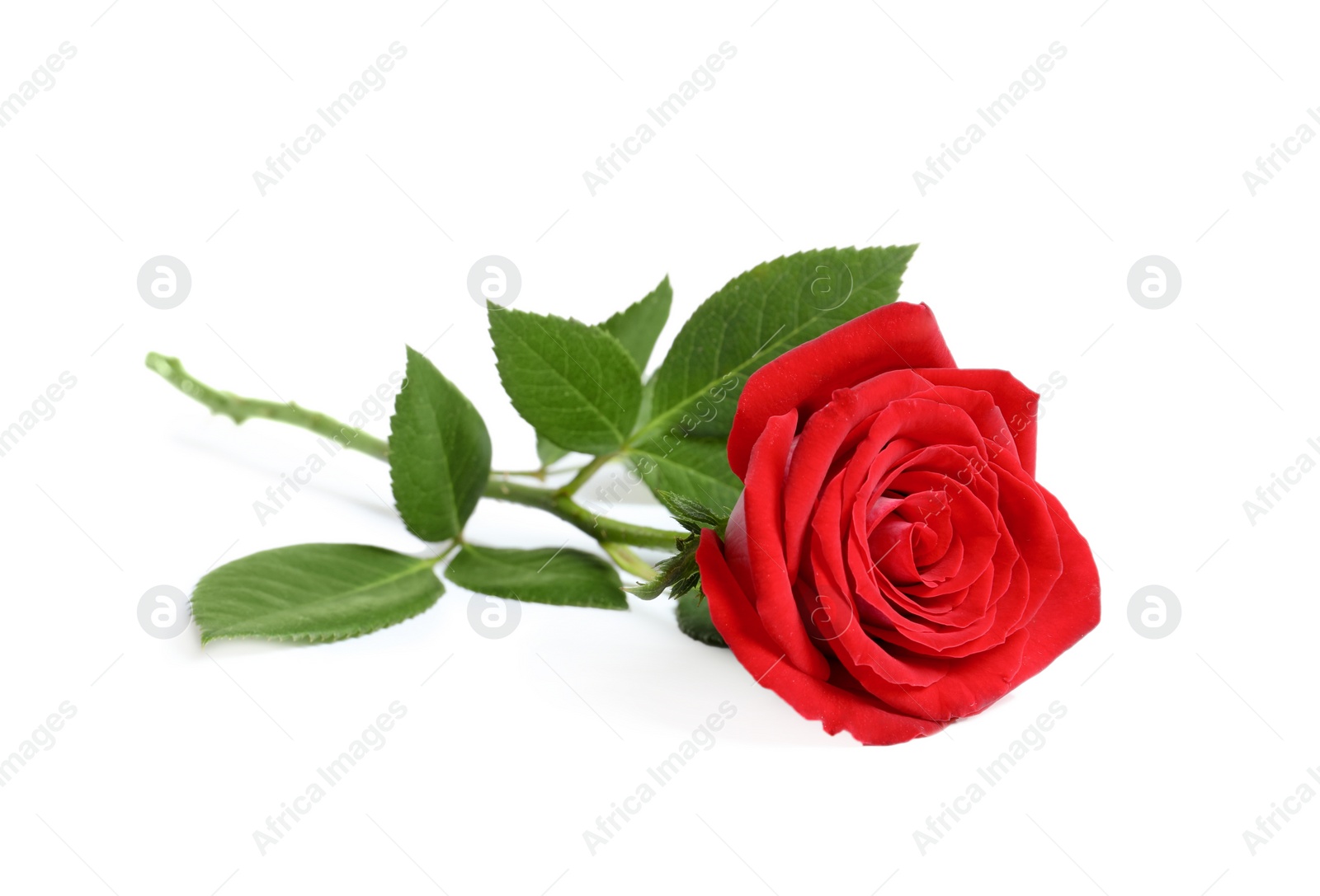 Photo of Beautiful red rose flower on white background