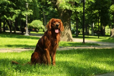 Photo of Cute Irish Setter on green grass outdoors, space for text. Dog walking