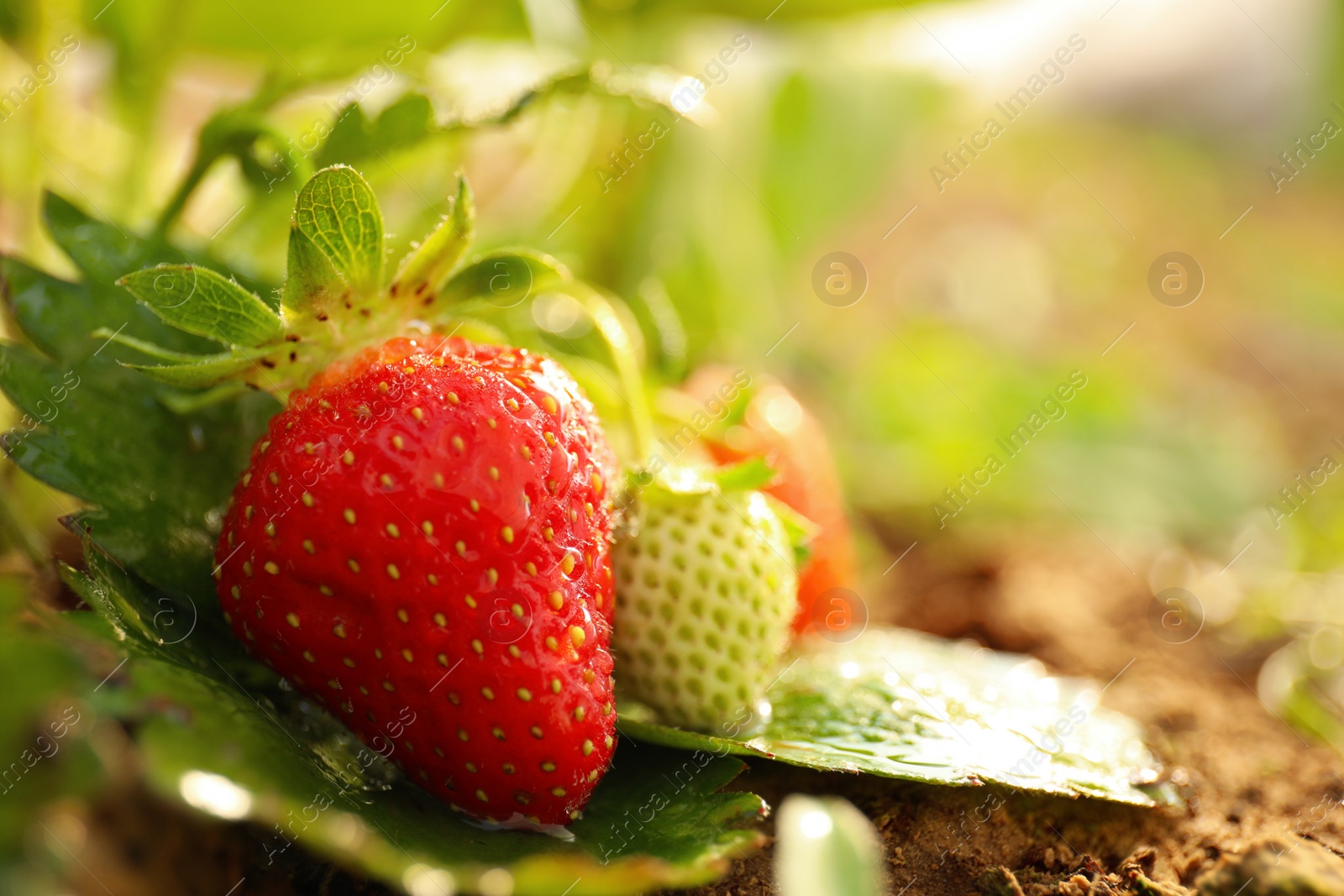 Photo of Strawberry plant with berries on blurred background, closeup