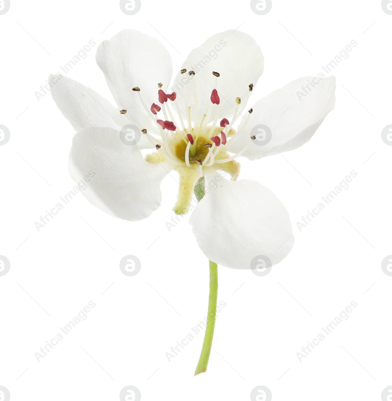 Photo of Beautiful flower of blossoming pear tree on white background