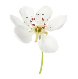 Photo of Beautiful flower of blossoming pear tree on white background