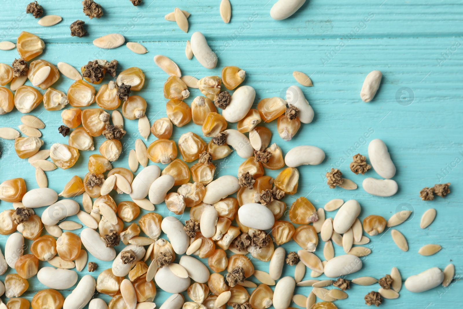 Photo of Mixed vegetable seeds on light blue wooden background, flat lay