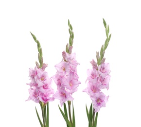 Photo of Beautiful violet gladiolus flowers on white background