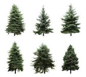 Beautiful evergreen fir trees on white background, collage 