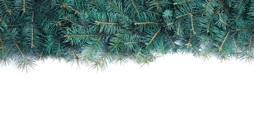 Photo of Christmas tree branches on white background, top view. Space for text