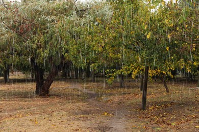 Photo of Beautiful view of trees in park during rain. Fall season