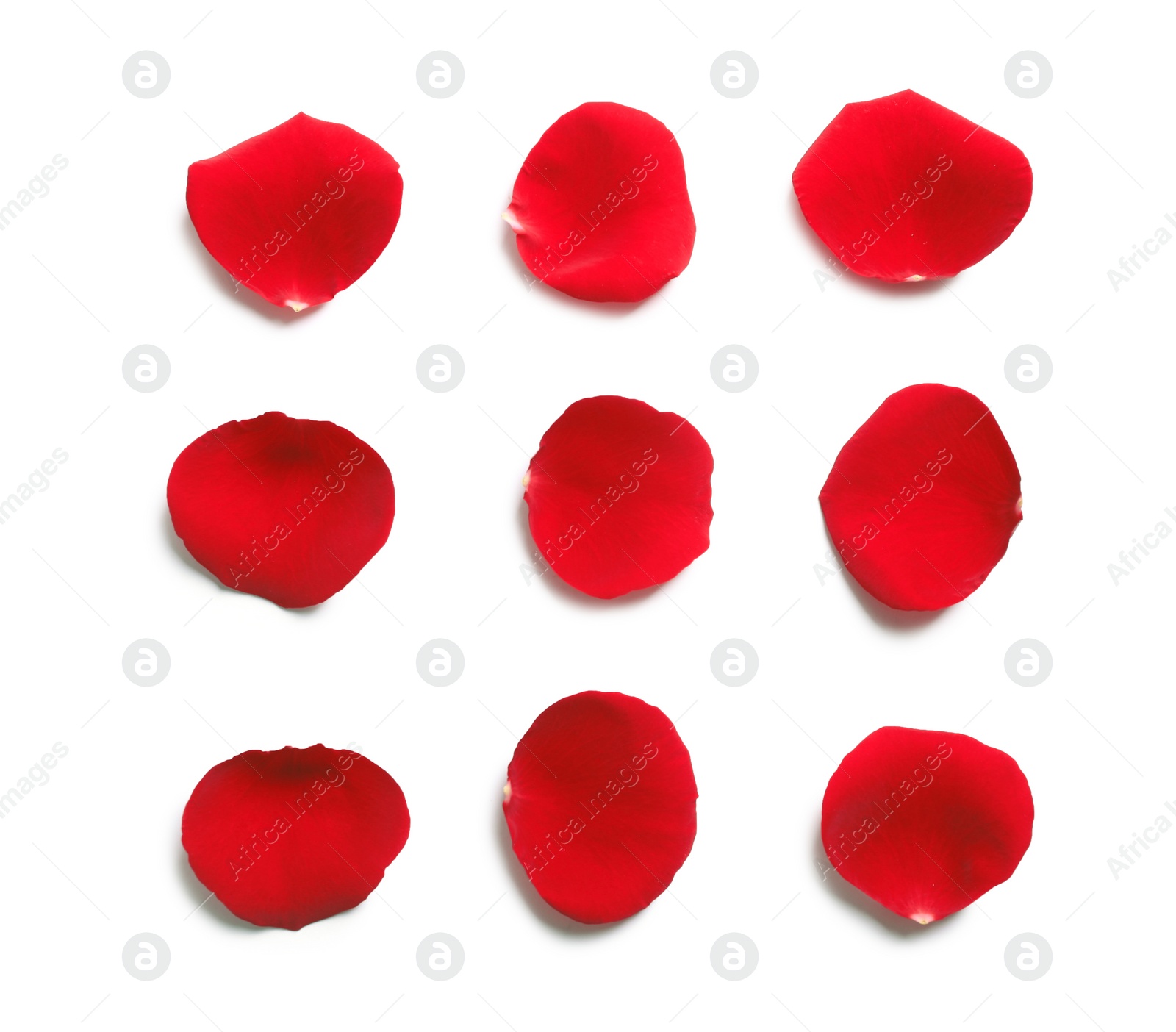 Photo of Fresh red rose petals on white background, top view