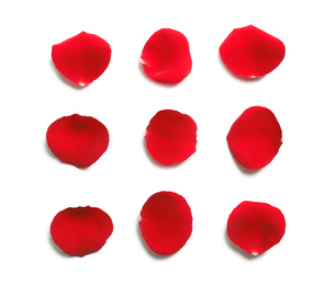 Fresh red rose petals on white background, top view