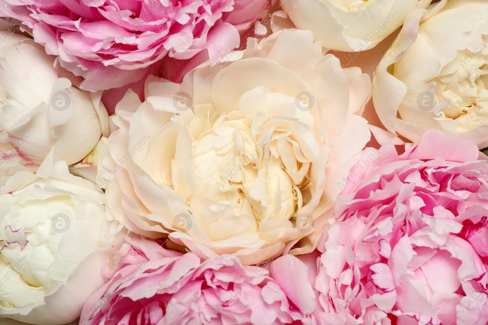 Photo of Beautiful white and pink peonies as background, closeup
