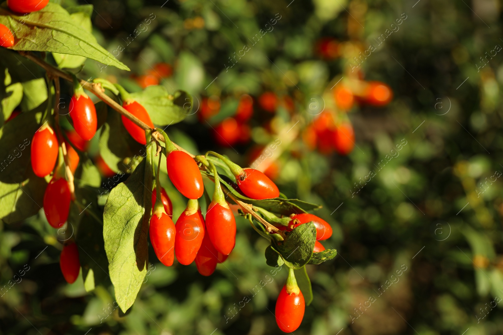 Photo of Branch with ripe fresh goji berries in garden