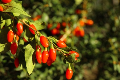 Photo of Branch with ripe fresh goji berries in garden