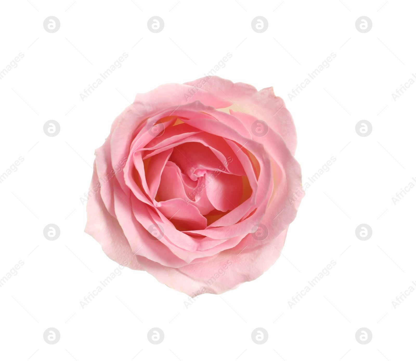 Photo of Beautiful blooming pink rose on white background, top view