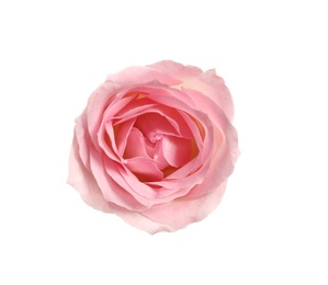 Beautiful blooming pink rose on white background, top view