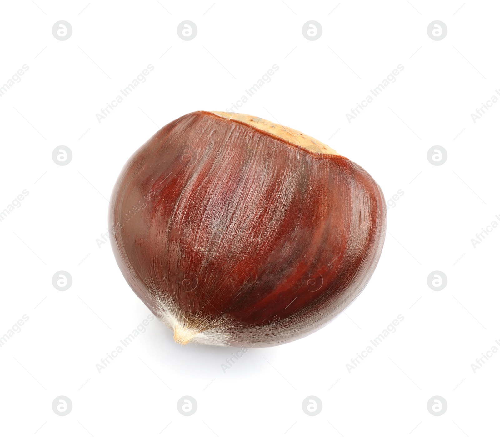 Photo of Fresh sweet edible chestnut isolated on white