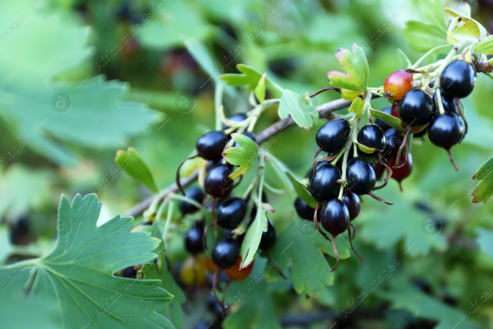 Photo of Black currant berries on bush outdoors, closeup