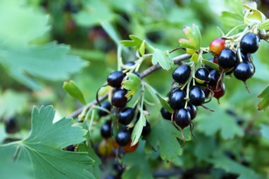 Black currant berries on bush outdoors, closeup