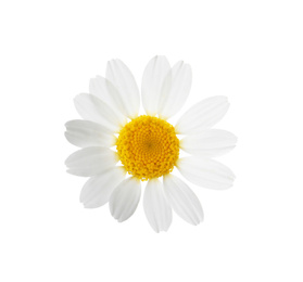 Photo of Blooming chamomile isolated on white. Beautiful flower