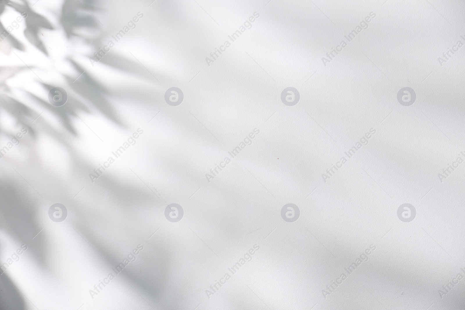 Photo of Shadow of plant falling on white wall, space for text