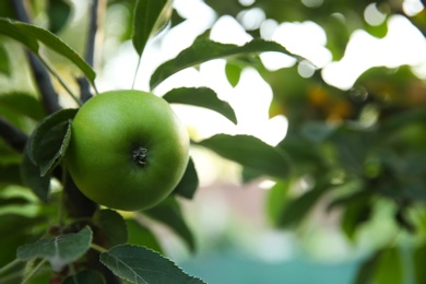 Photo of Ripe apple on tree branch in garden