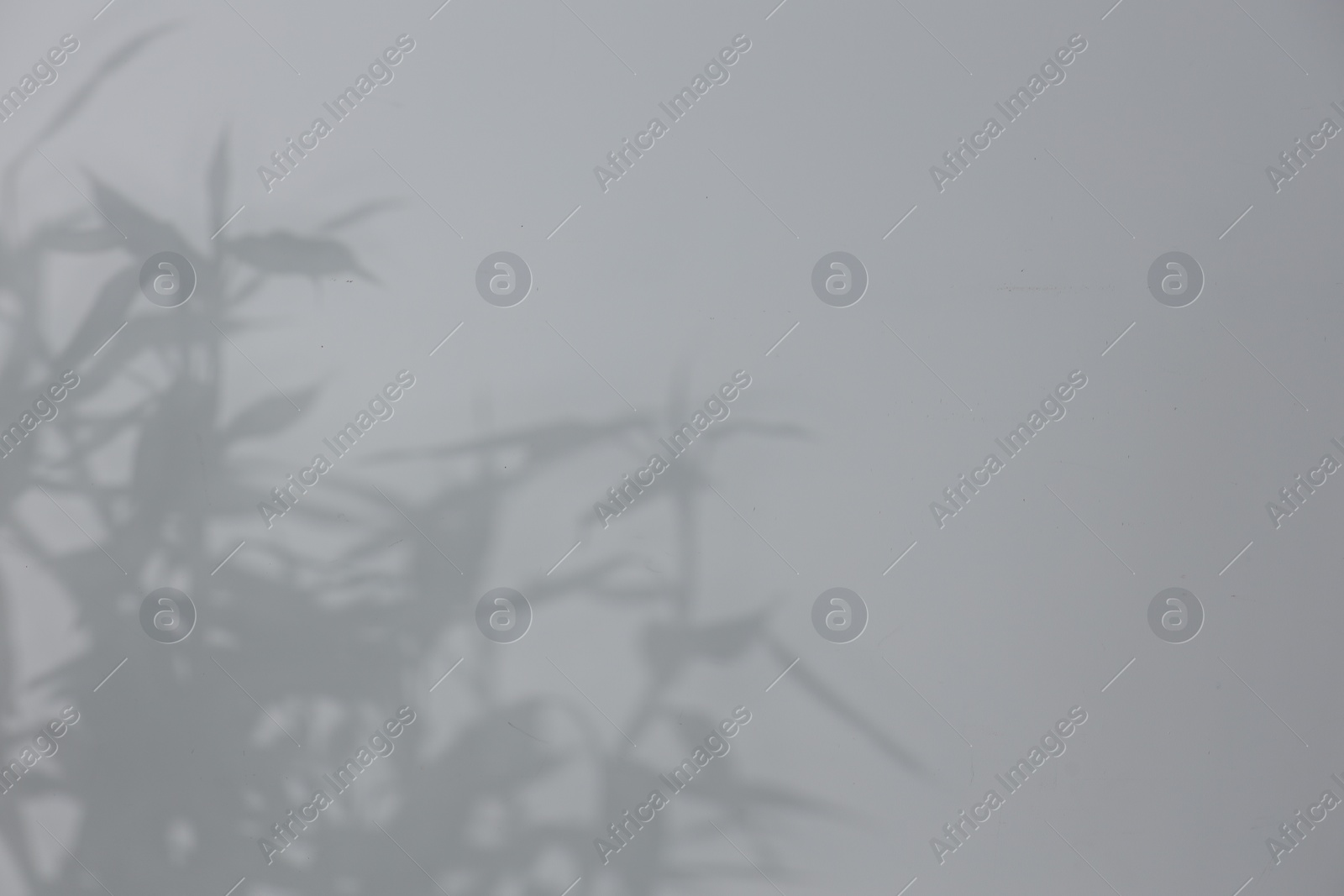 Photo of Shadow of plant falling on white wall, space for text