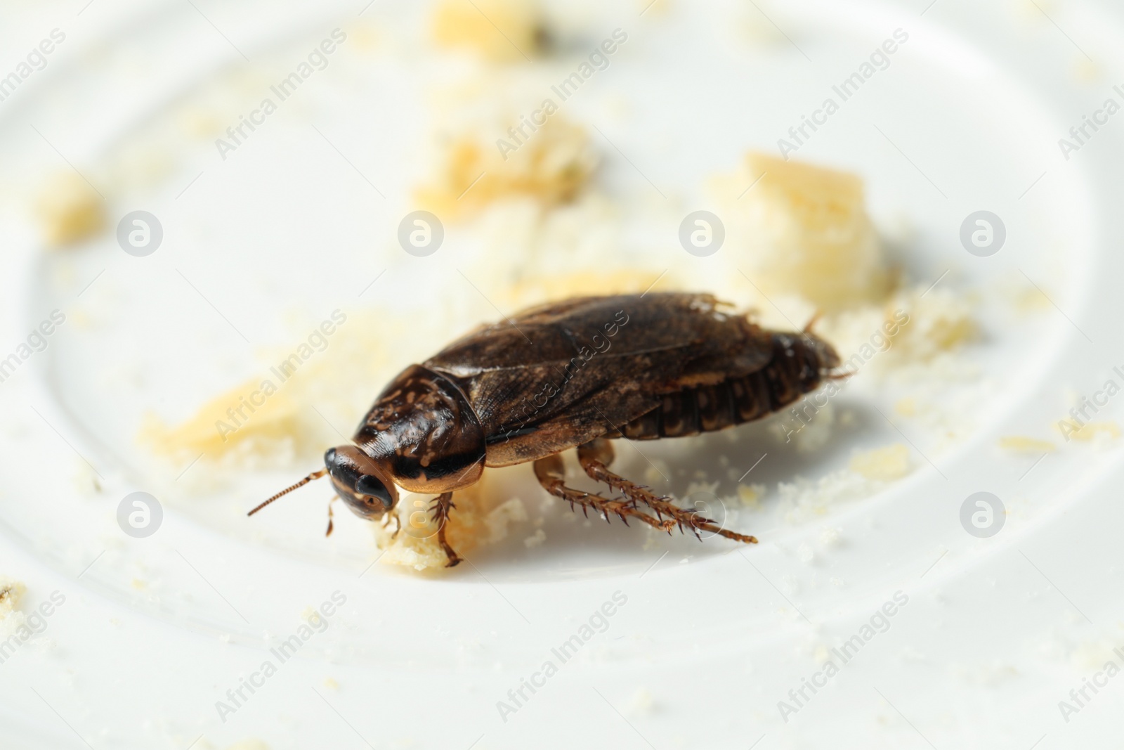 Photo of Brown cockroach and leftovers on white plate, closeup. Pest control