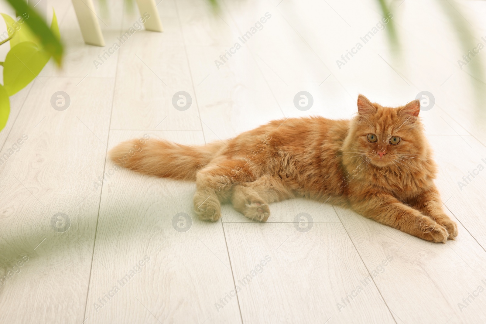 Photo of Adorable red cat near green houseplant on floor at home