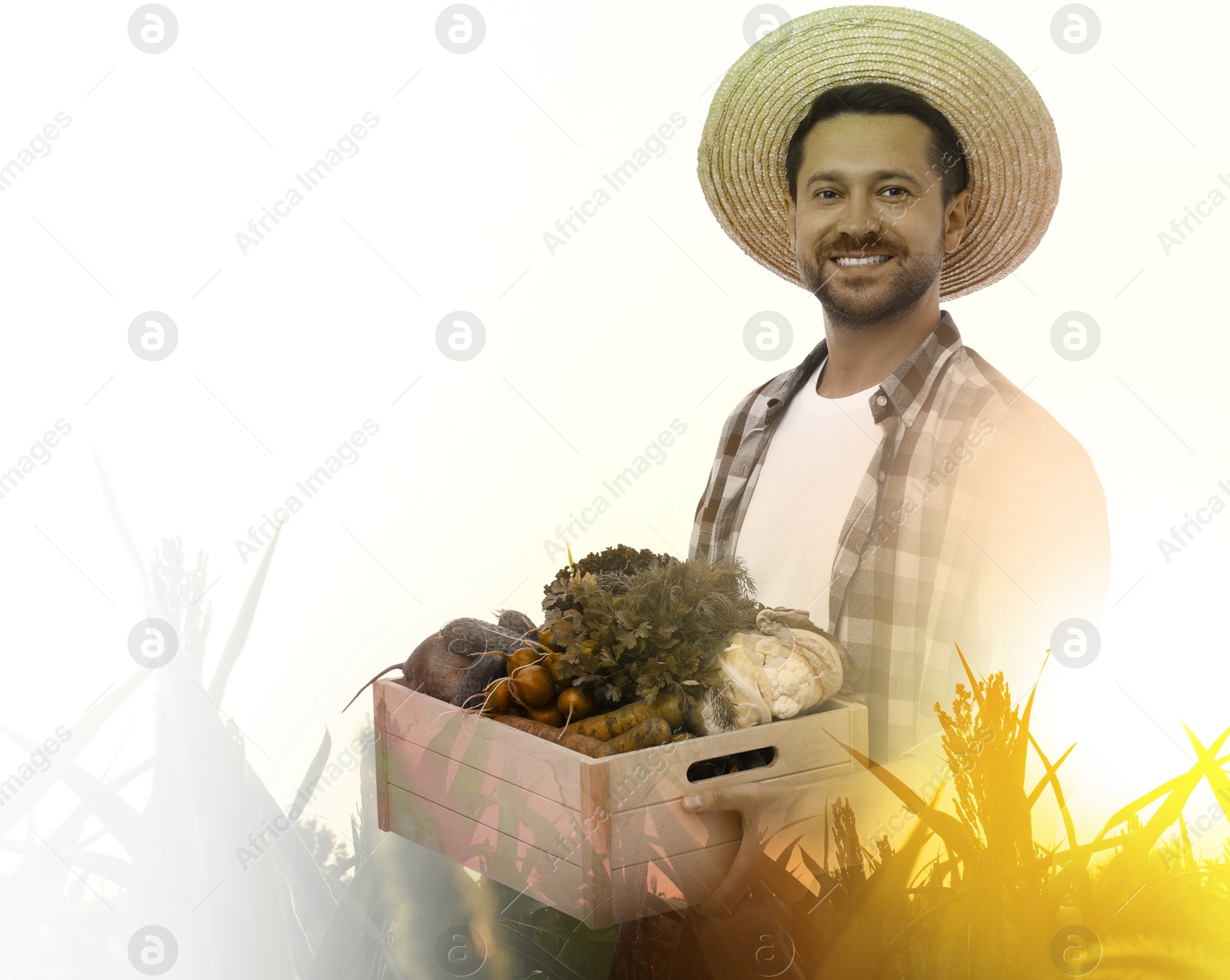 Image of Double exposure of farmer and wheat field on white background