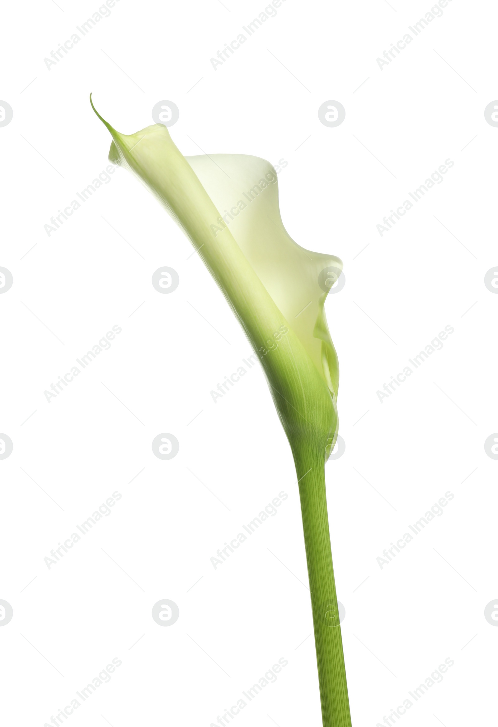 Photo of Beautiful calla lily flower on white background