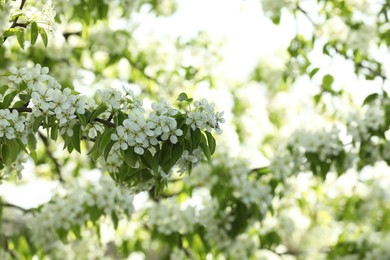 Tree with beautiful white blossom outdoors on spring day