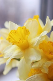 Photo of Beautiful bright daffodil flowers on blurred background, closeup view