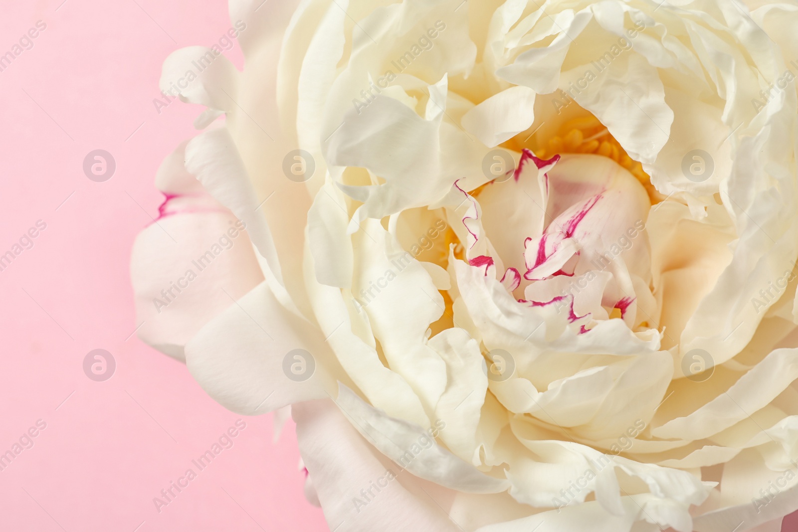 Photo of Beautiful fresh peony flower on color background, top view with space for text