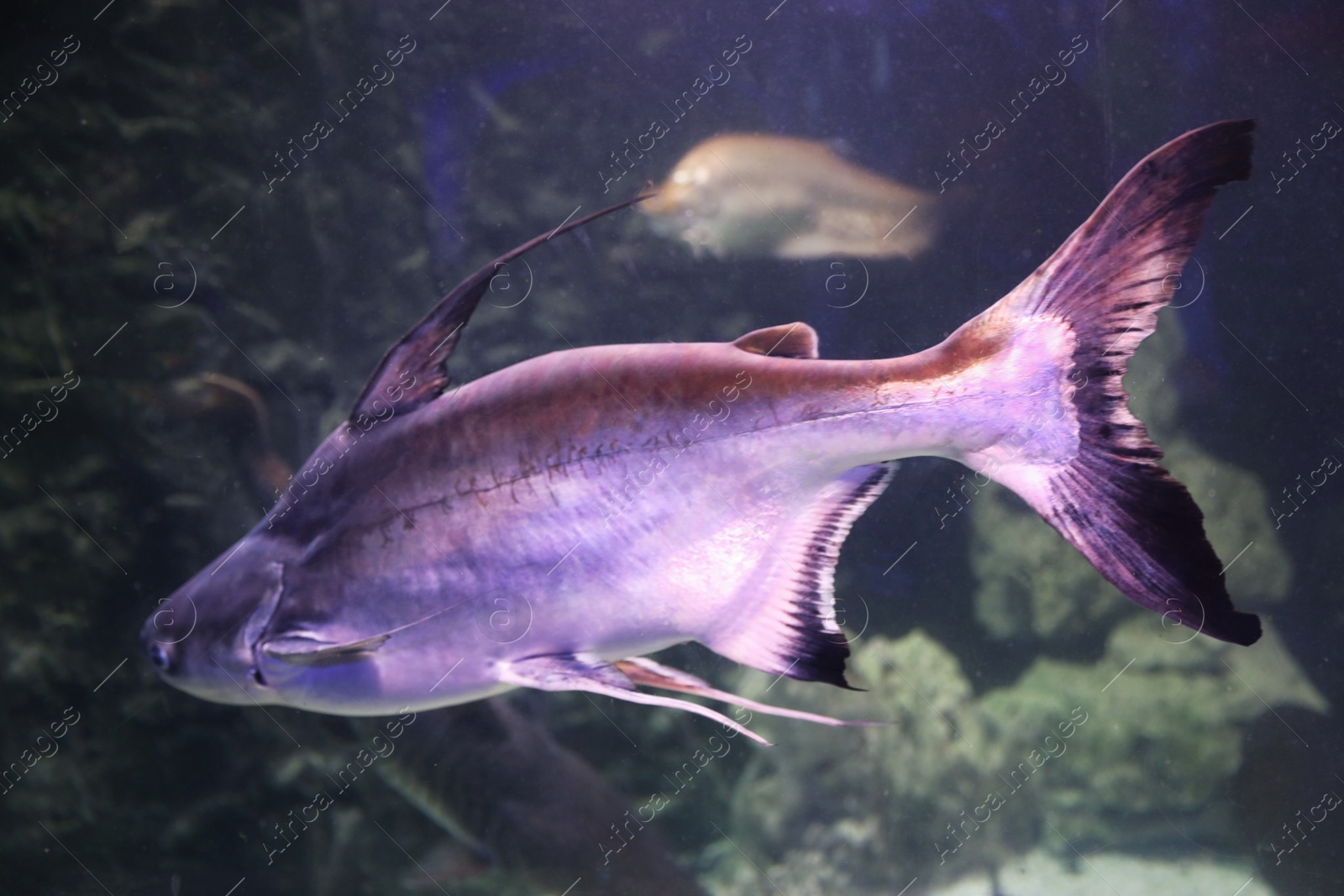 Photo of Gaff topsail catfish swimming in clear aquarium