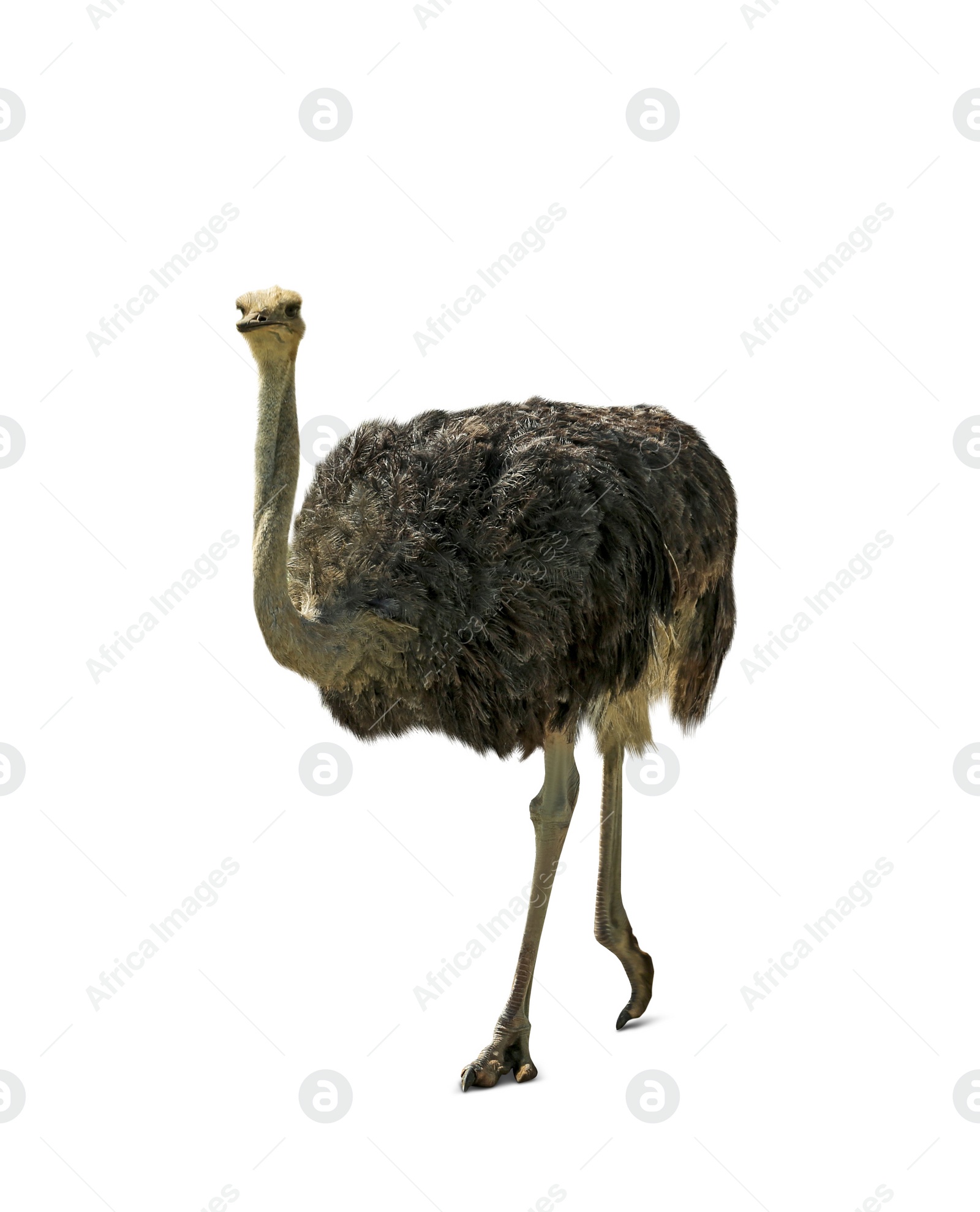 Image of Beautiful African ostrich on white background. Wild animal