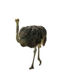 Beautiful African ostrich on white background. Wild animal