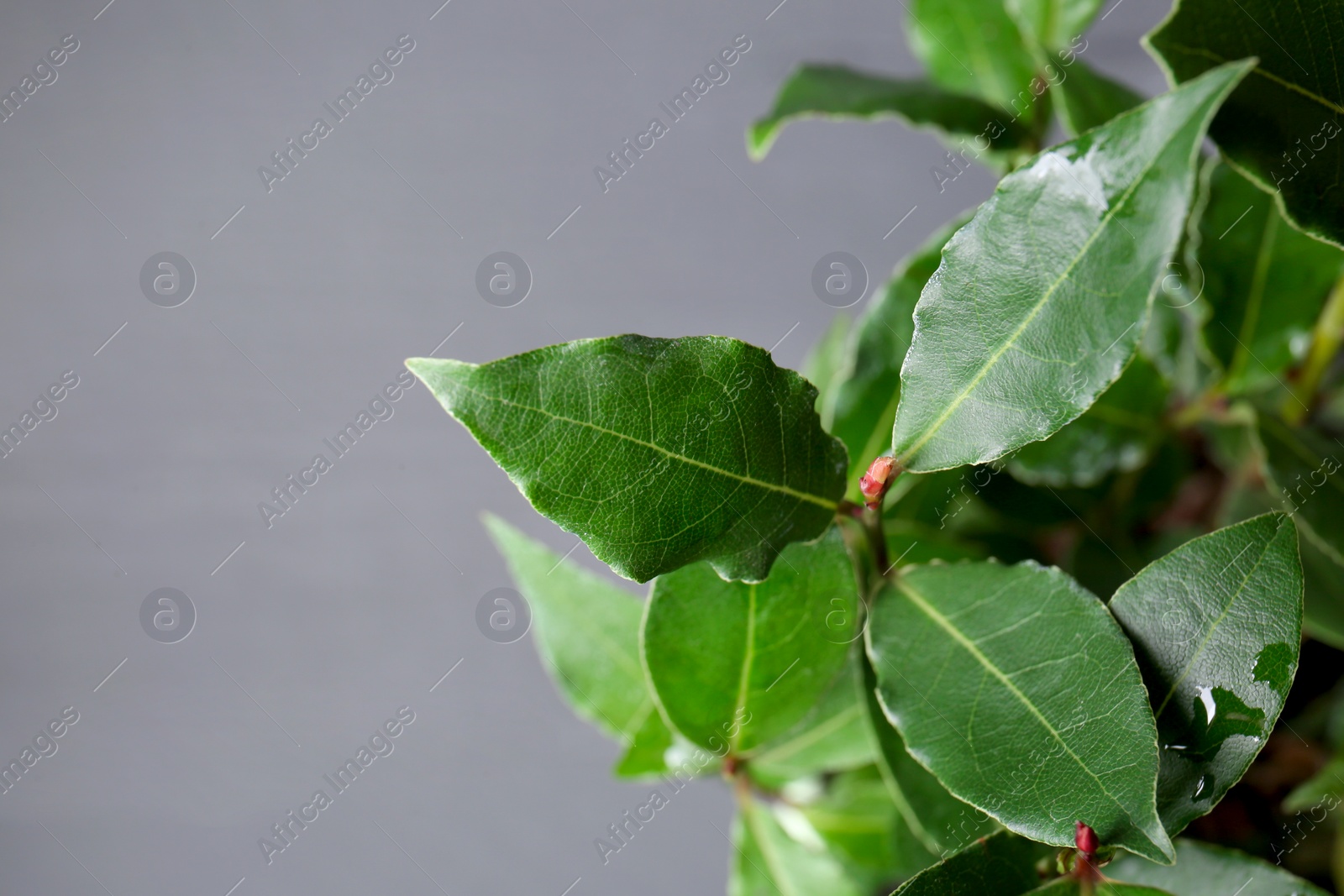 Photo of Bay tree with green leaves growing on grey background, closeup. Space for text