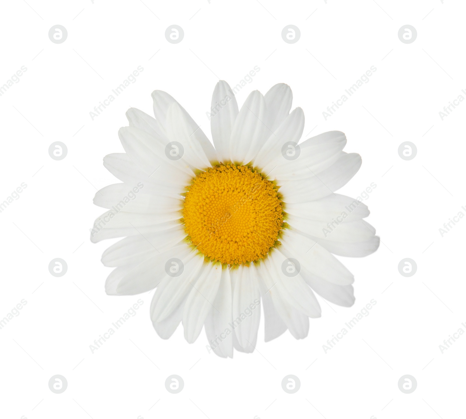 Photo of Beautiful chamomile flower on white background