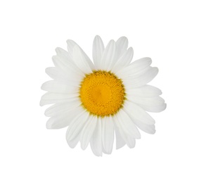 Beautiful chamomile flower on white background