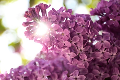 Closeup view of beautiful blossoming lilac shrub outdoors