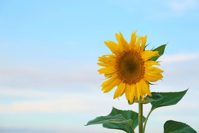 Photo of Beautiful blooming sunflower against sky on summer day. Space for text