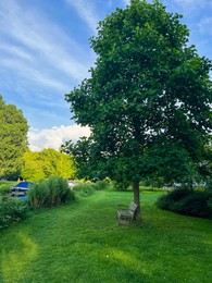 Picturesque view of beautiful park with fresh green grass and trees on sunny day