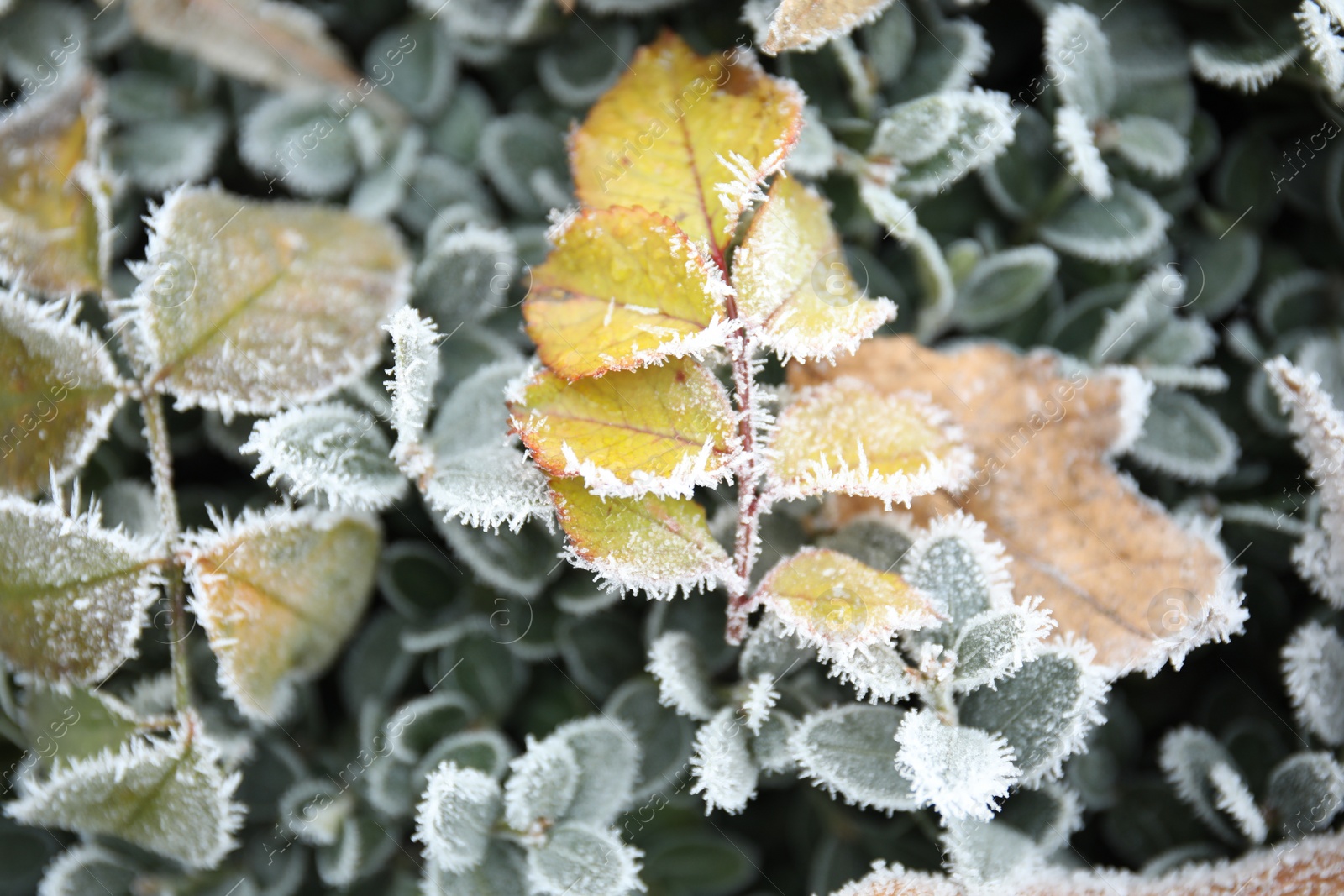 Photo of Leaves covered with hoarfrost outdoors on cold winter morning, closeup